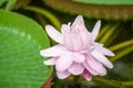 Giant Amazon water lily, Victoria amazonica, big pink flower